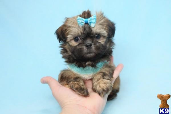 lvpuppyheaven Picture 2